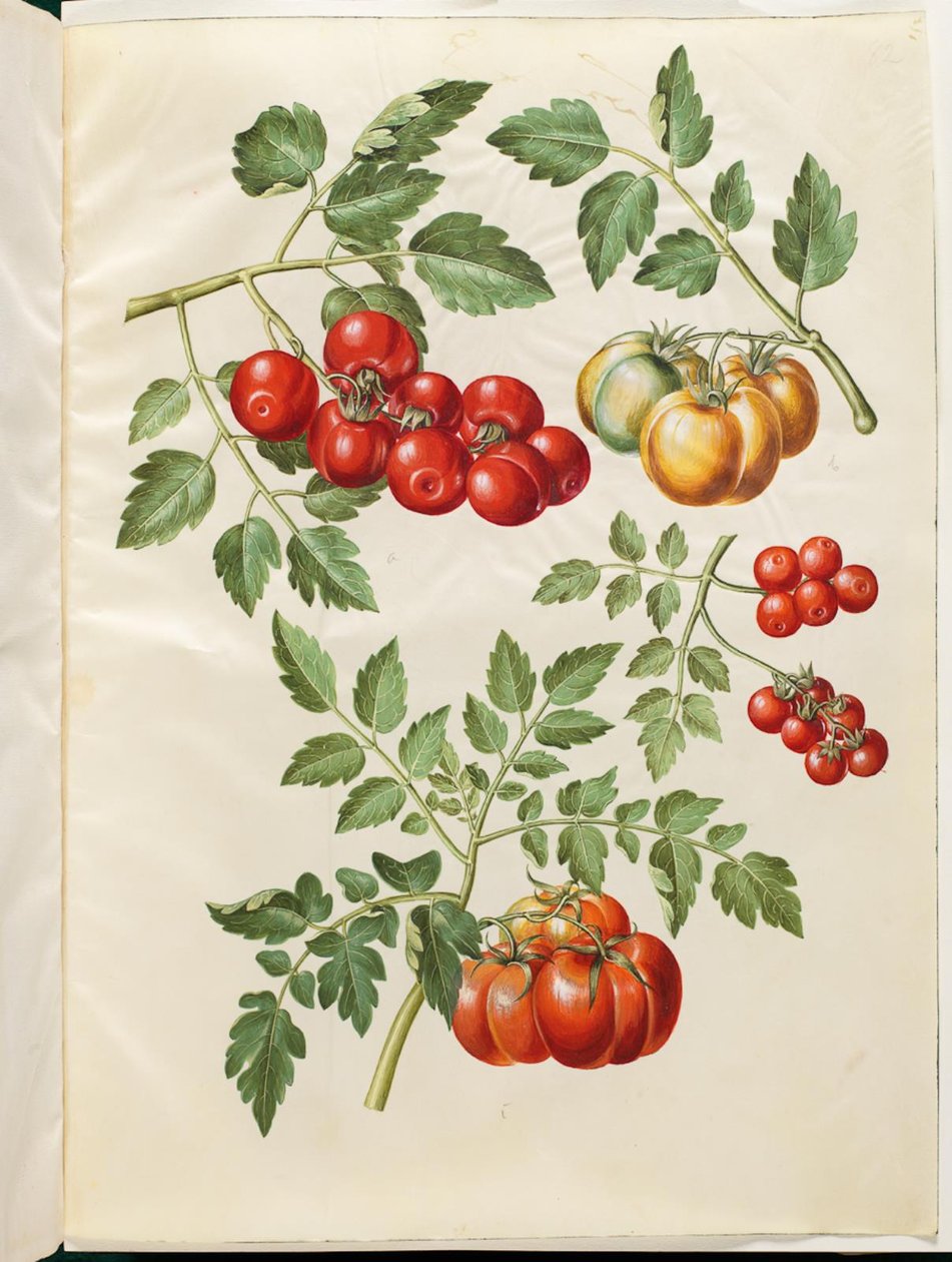 Solanum lycopersicum L. (tomate común) de Hans Simon Holtzbecker