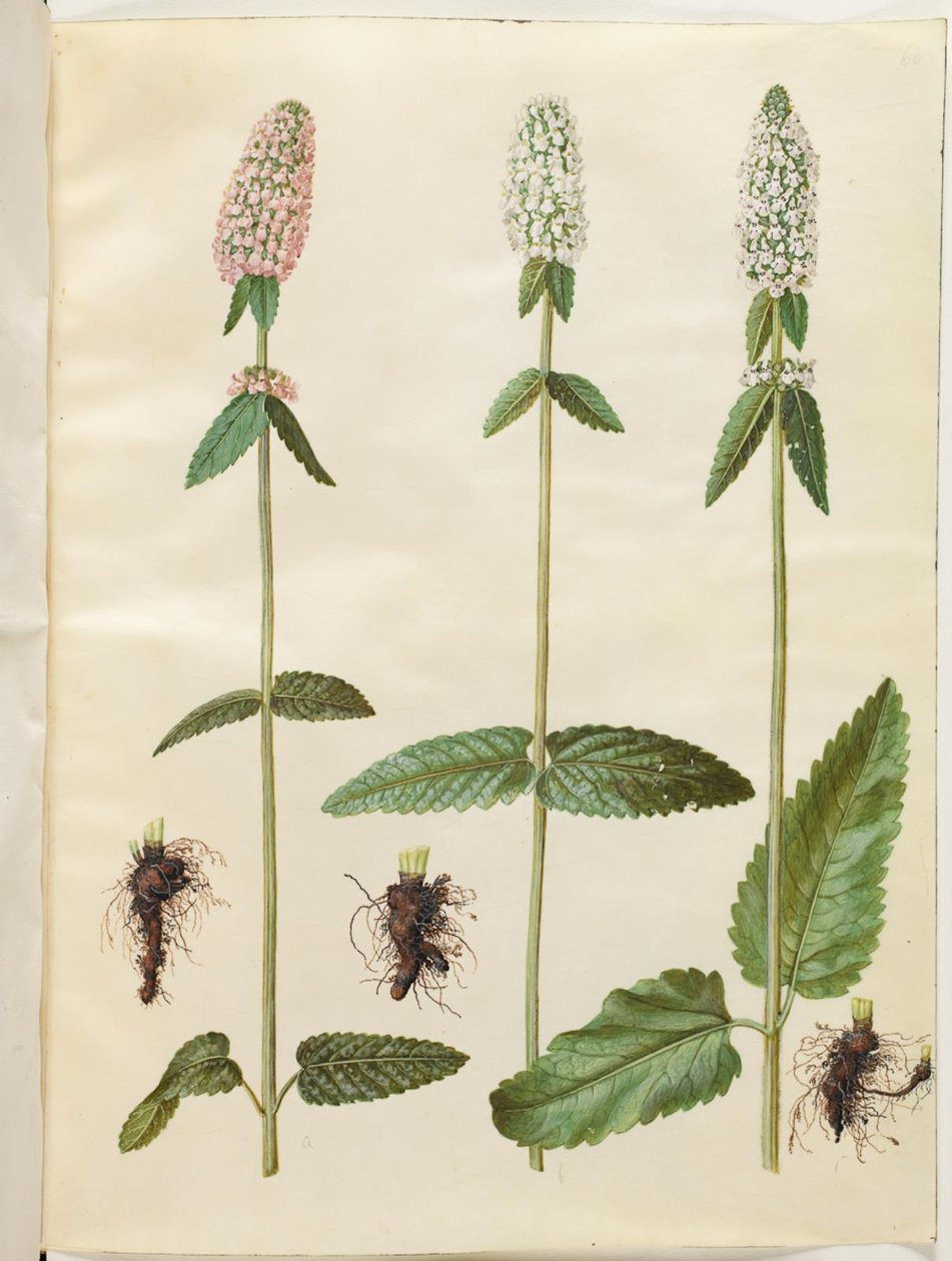 Stachys officinalis (betónica) de Hans Simon Holtzbecker