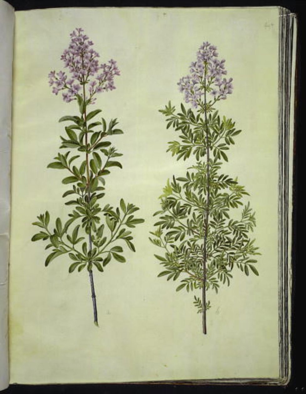 Syringa ×laciniata (lila recortada) de Hans Simon Holtzbecker