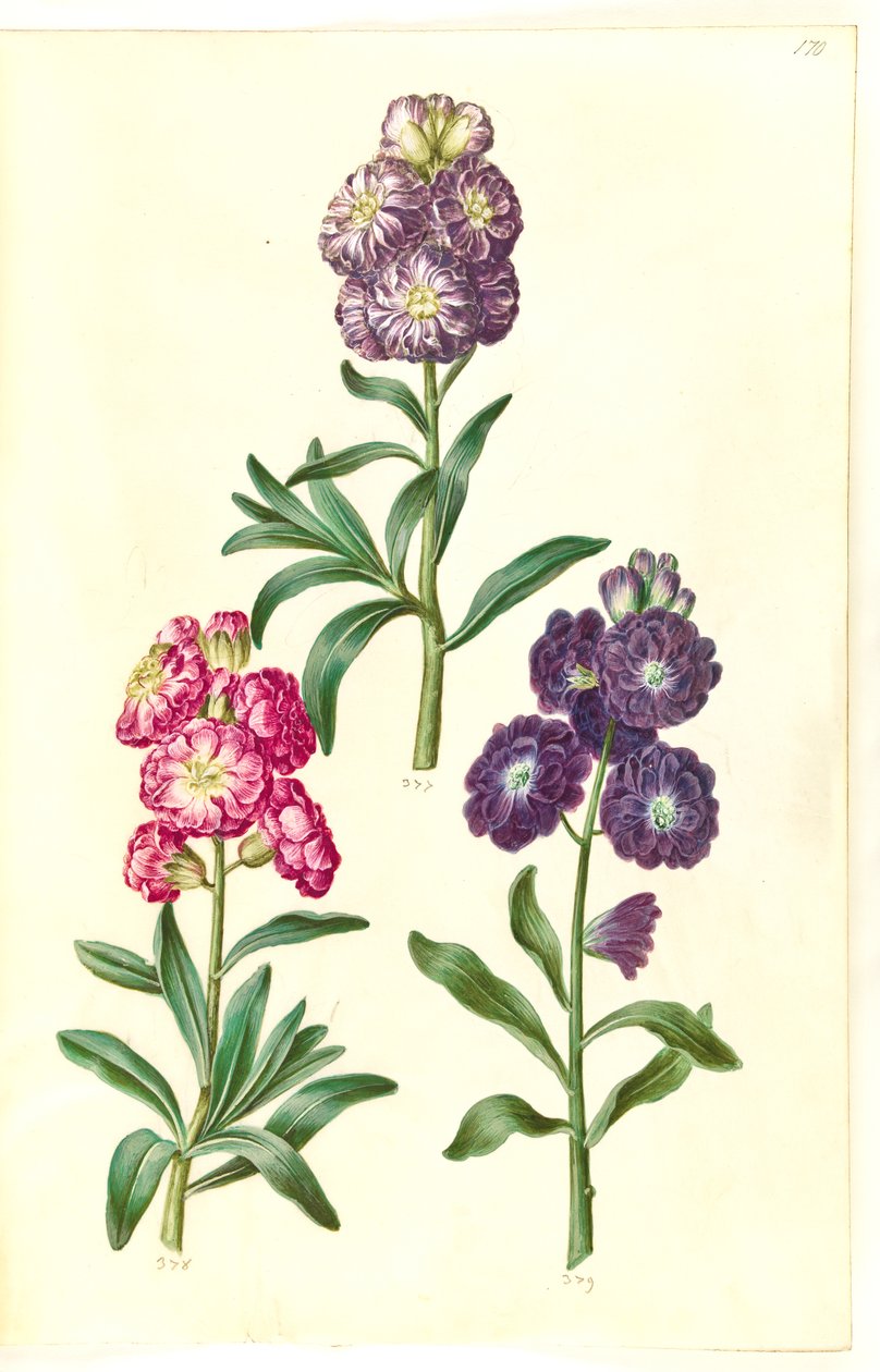 Portada. Guirnalda de flores de Hans Simon Holtzbecker