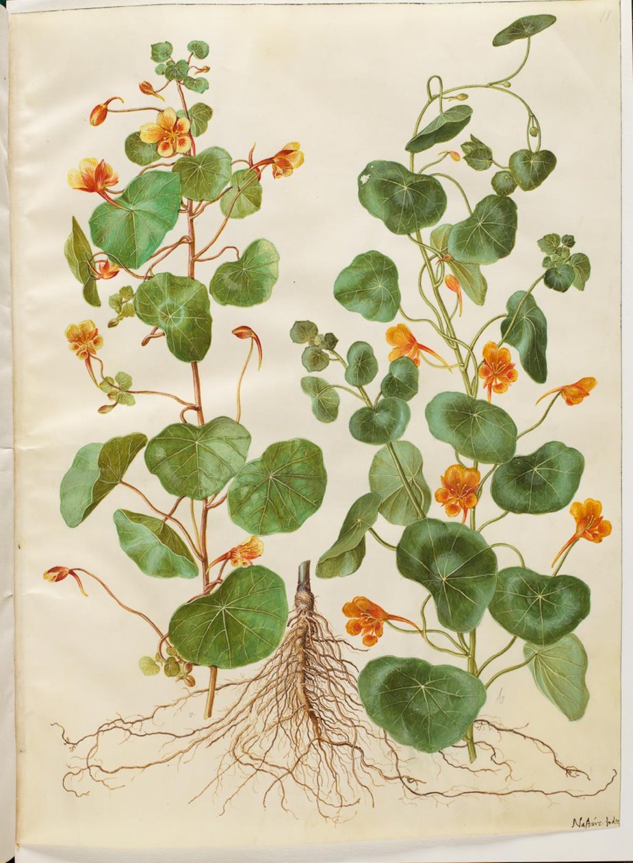 Tropaeolum minus (capuchina menor) de Hans Simon Holtzbecker