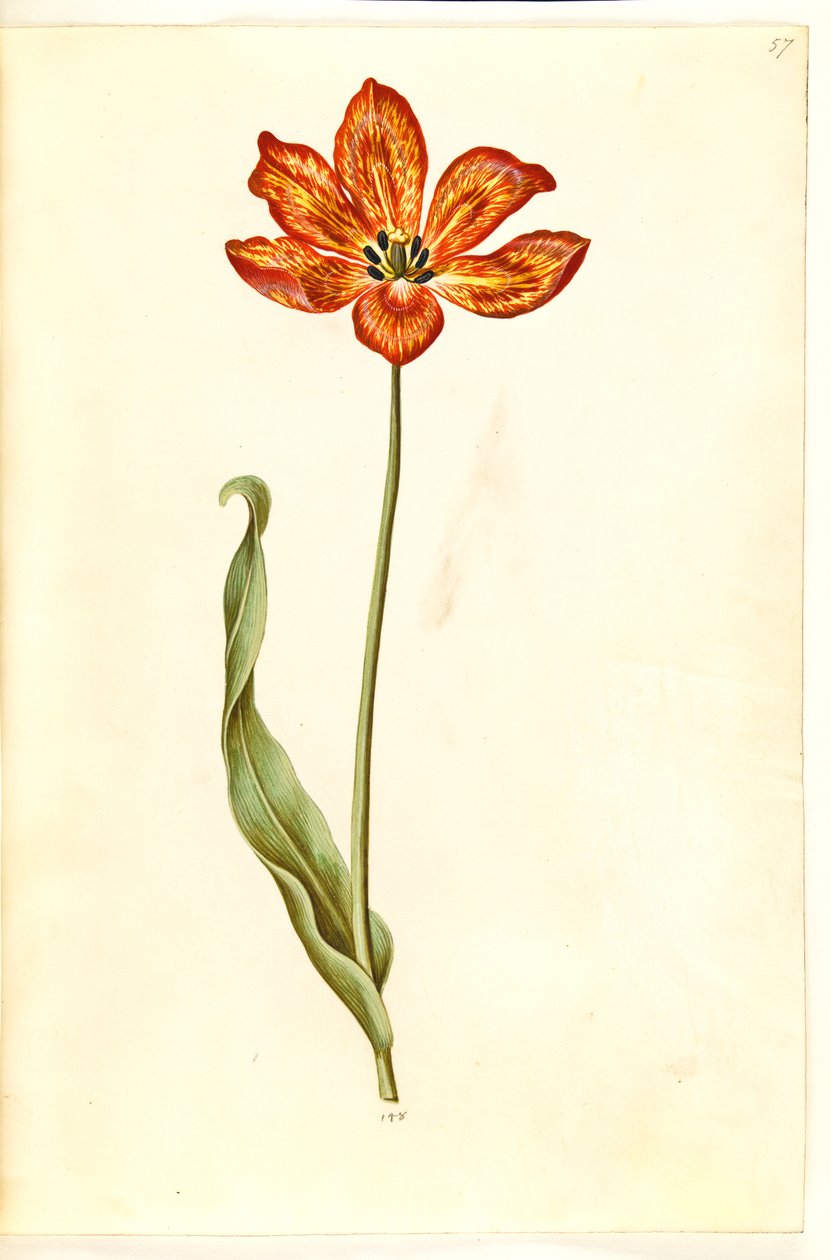 Tulipa gesneriana (tulipán de jardín) de Hans Simon Holtzbecker