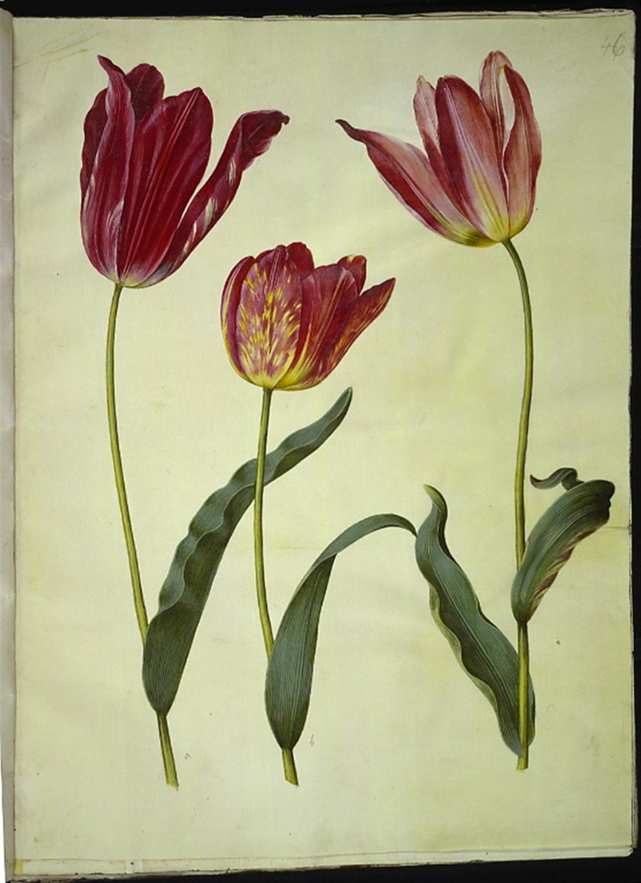 Tulipa gesneriana (tulipán de jardín) de Hans Simon Holtzbecker
