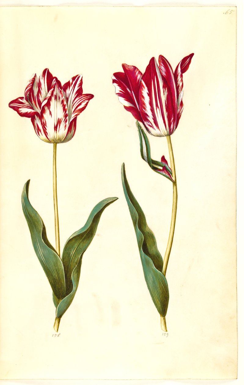 Tulipa gesneriana (tulipán de jardín) de Hans Simon Holtzbecker