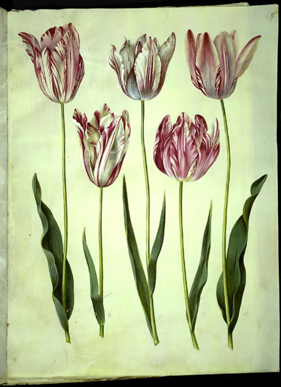 Tulipa gesneriana (tulipán de jardín) de Hans Simon Holtzbecker