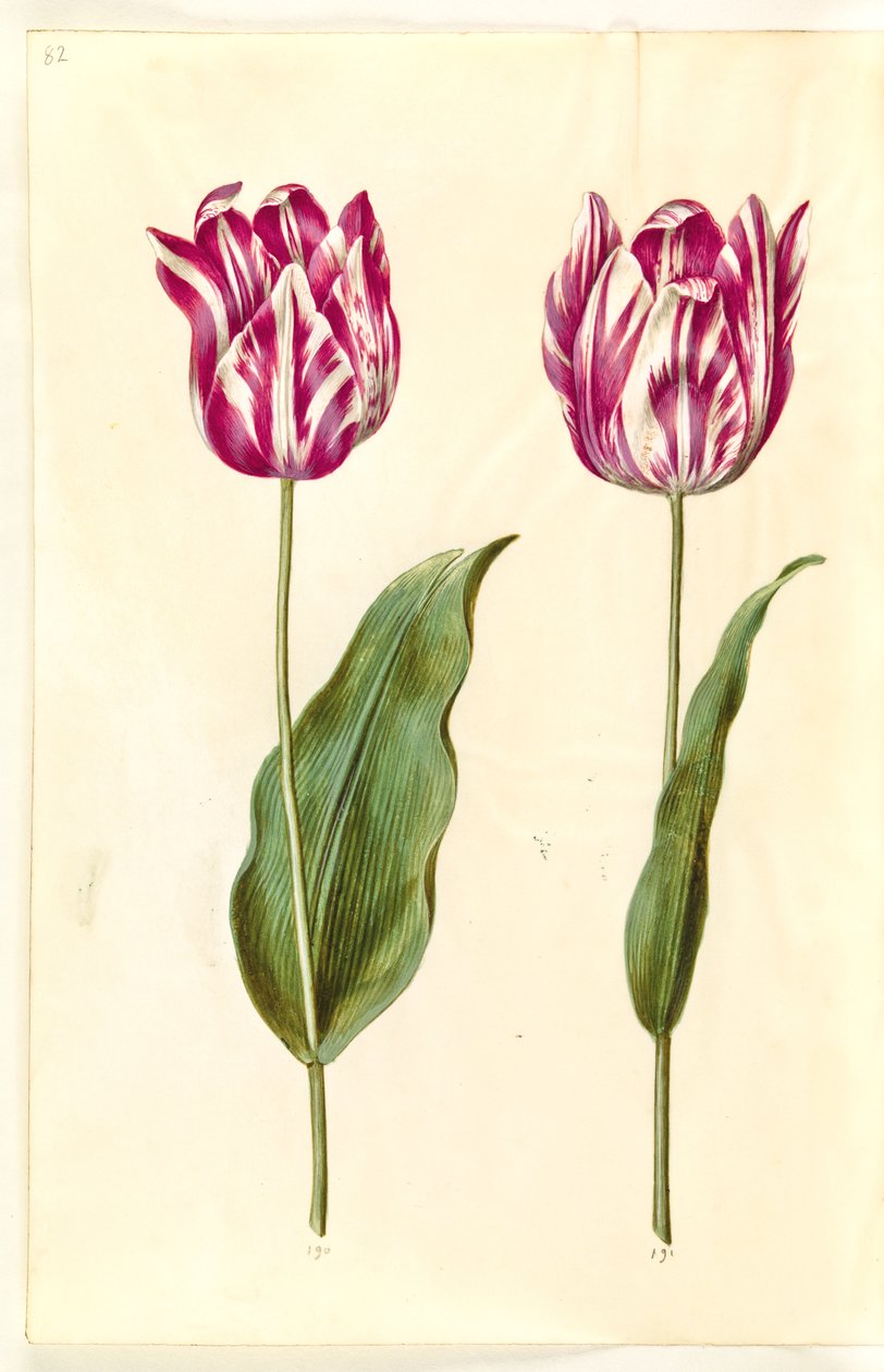 Tulipa gesneriana (tulipán de jardín) de Hans Simon Holtzbecker