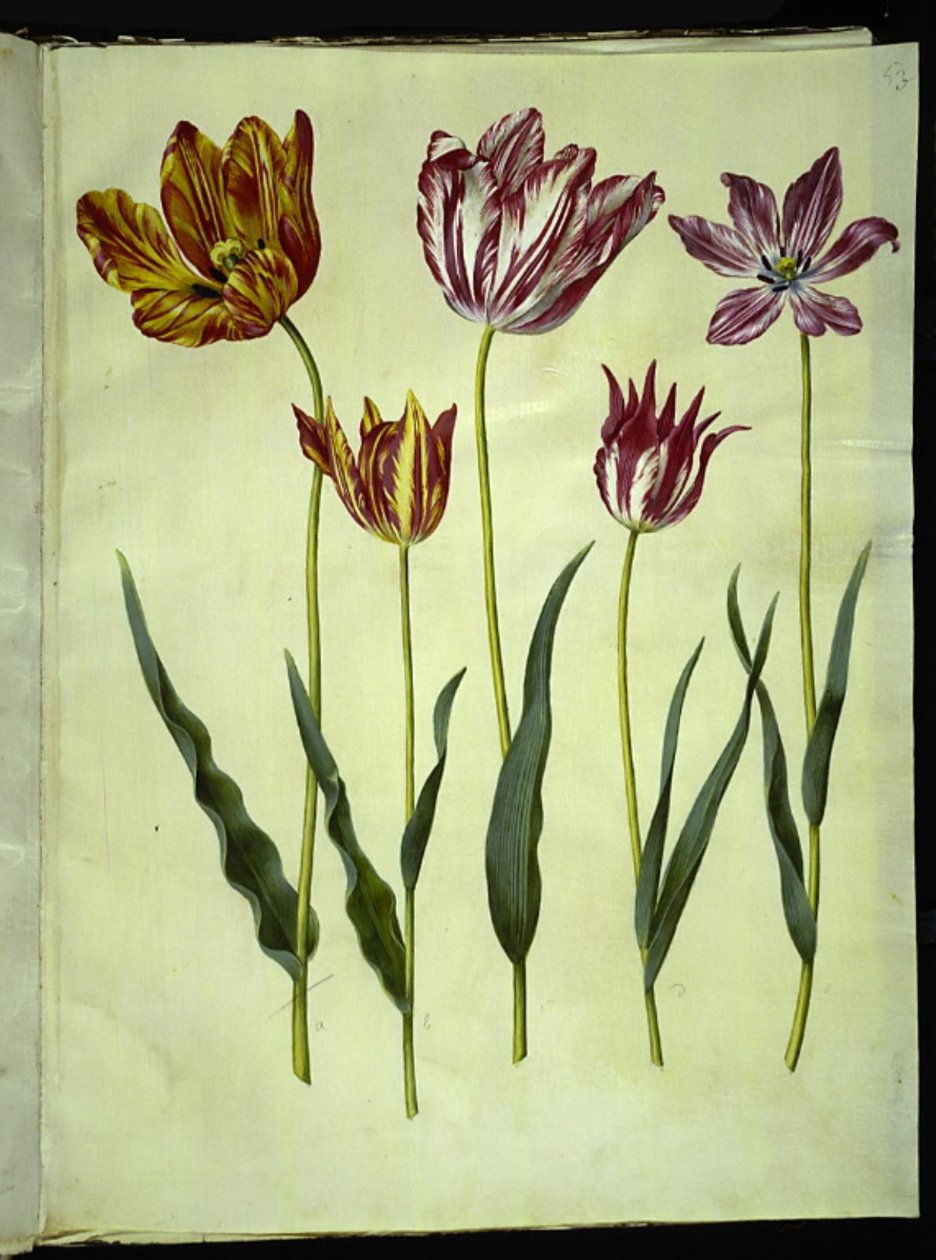 Tulipa gesneriana (tulipán de jardín) de Hans Simon Holtzbecker