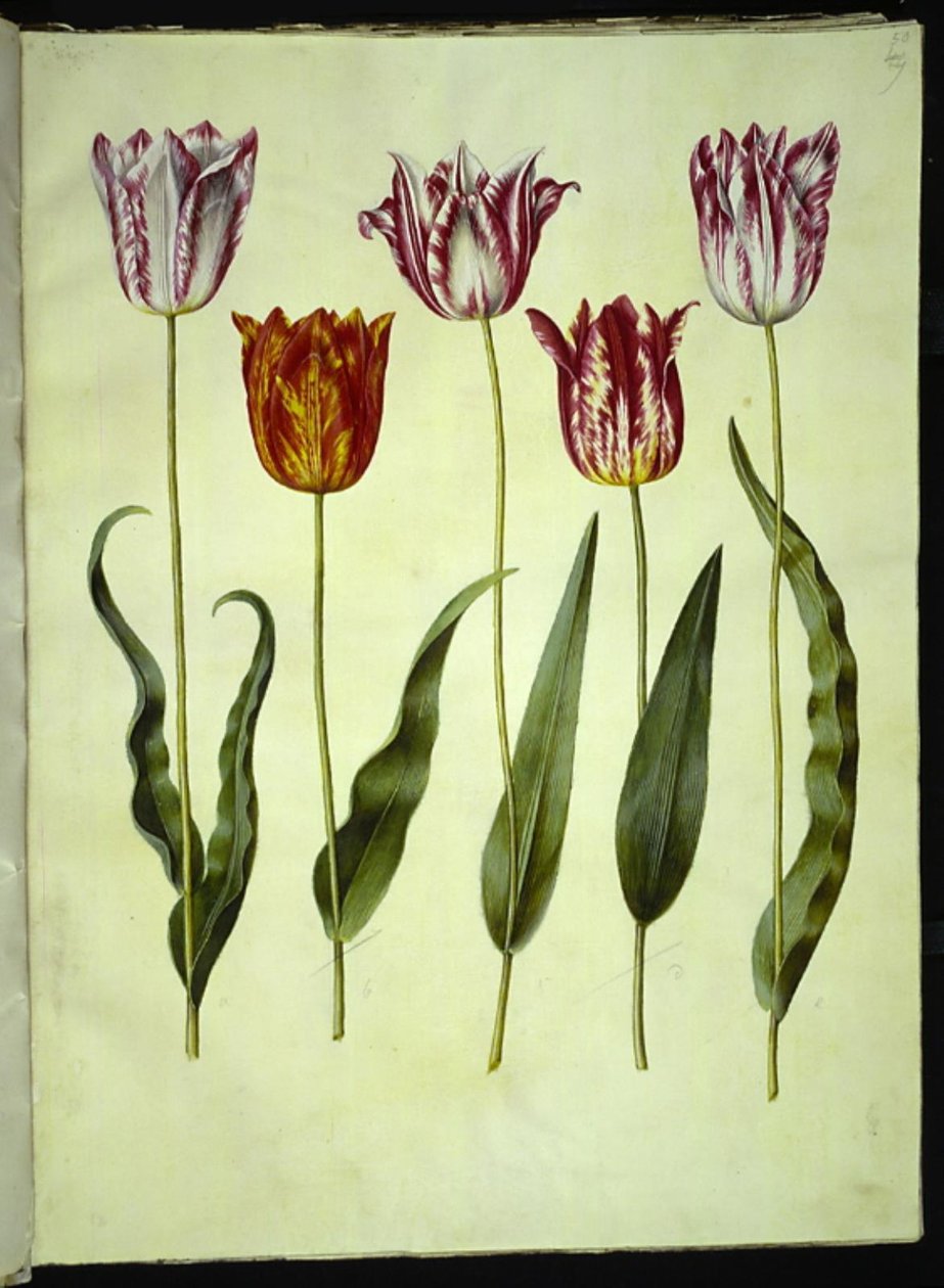 Tulipa gesneriana (tulipán de jardín) de Hans Simon Holtzbecker