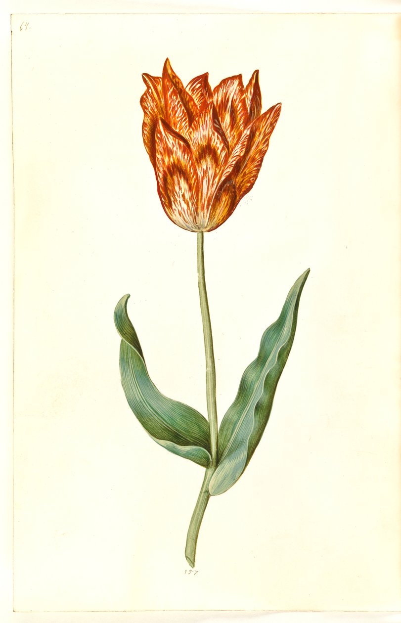 Tulipa gesneriana (tulipán de jardín) de Hans Simon Holtzbecker