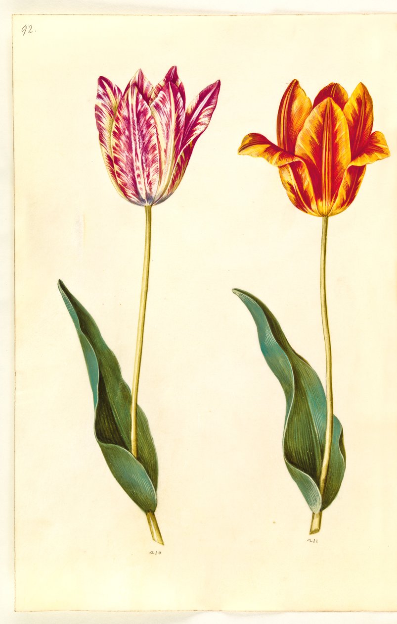 Tulipa gesneriana (tulipán de jardín) de Hans Simon Holtzbecker