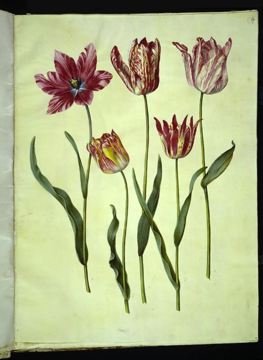 Tulipa gesneriana (tulipán de jardín) de Hans Simon Holtzbecker