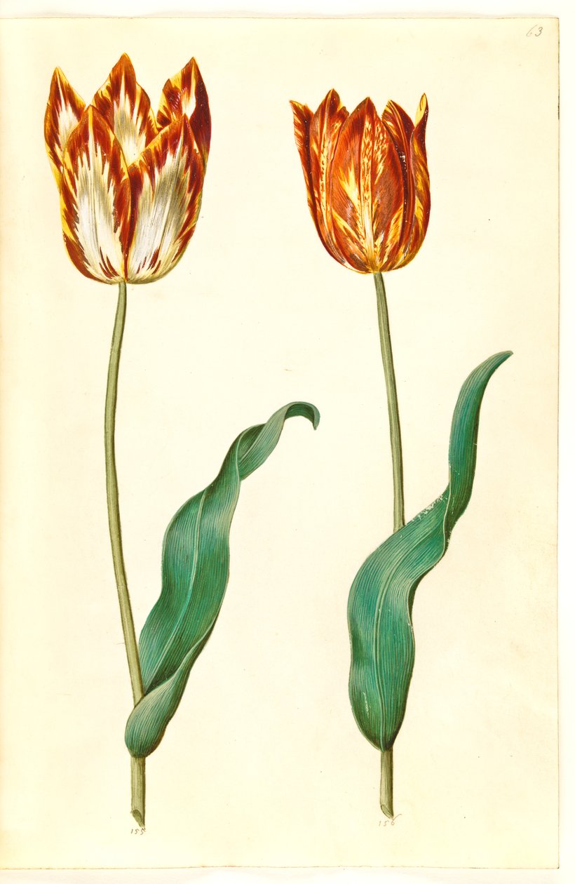 Tulipa gesneriana (tulipán de jardín) de Hans Simon Holtzbecker