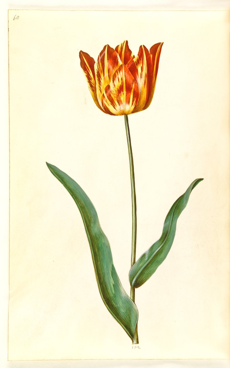 Tulipa gesneriana (tulipán de jardín) de Hans Simon Holtzbecker