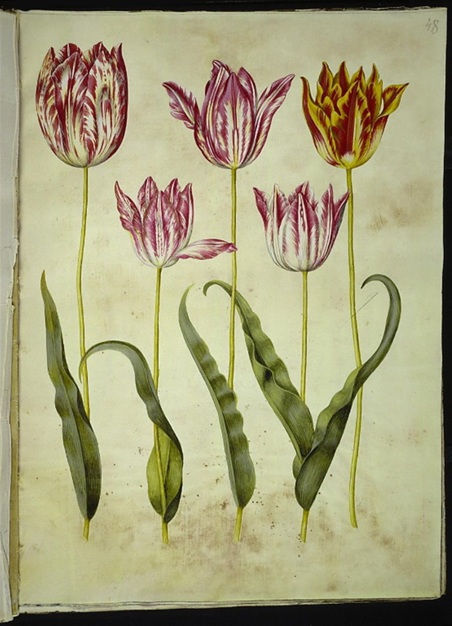 Tulipa gesneriana (tulipán de jardín) de Hans Simon Holtzbecker