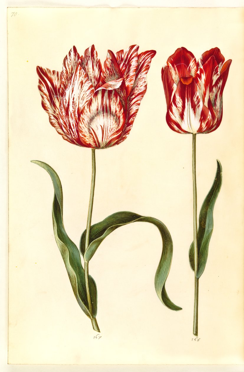 Tulipa gesneriana (tulipán de jardín) de Hans Simon Holtzbecker