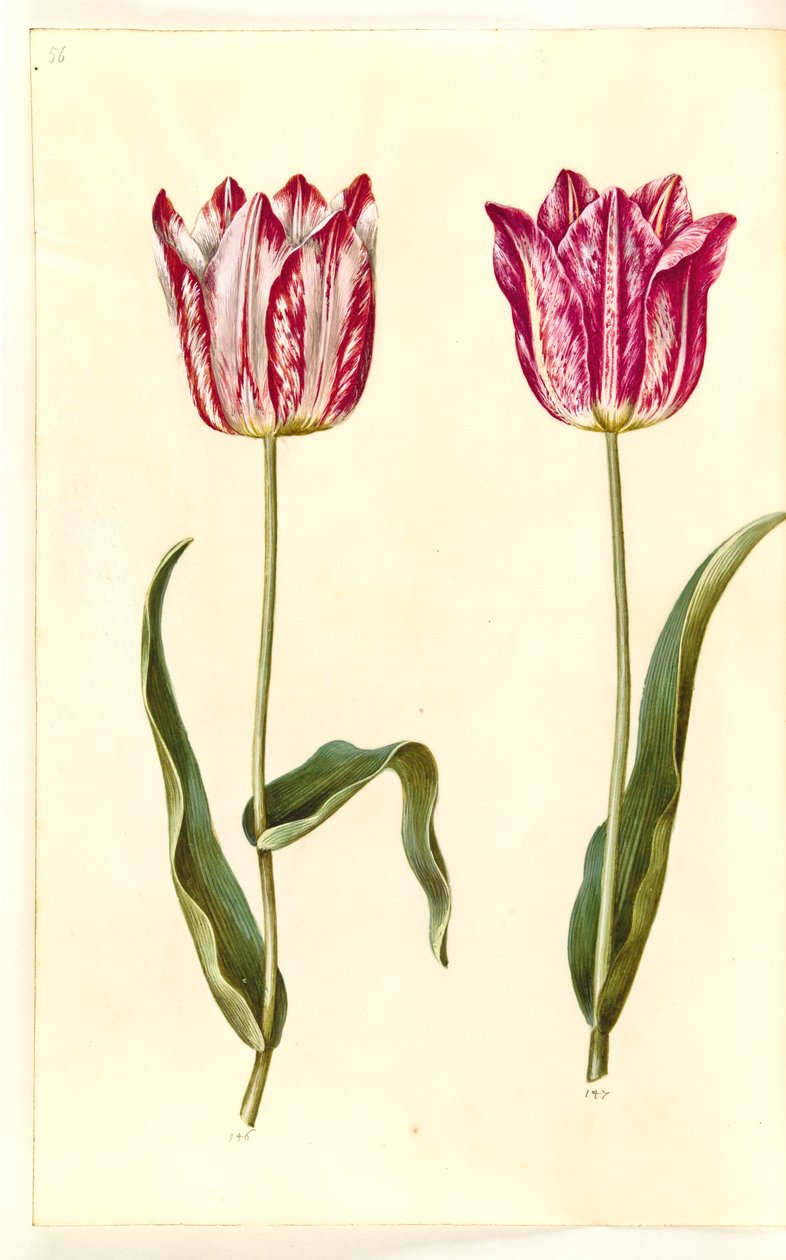 Tulipa gesneriana (tulipán de jardín) de Hans Simon Holtzbecker