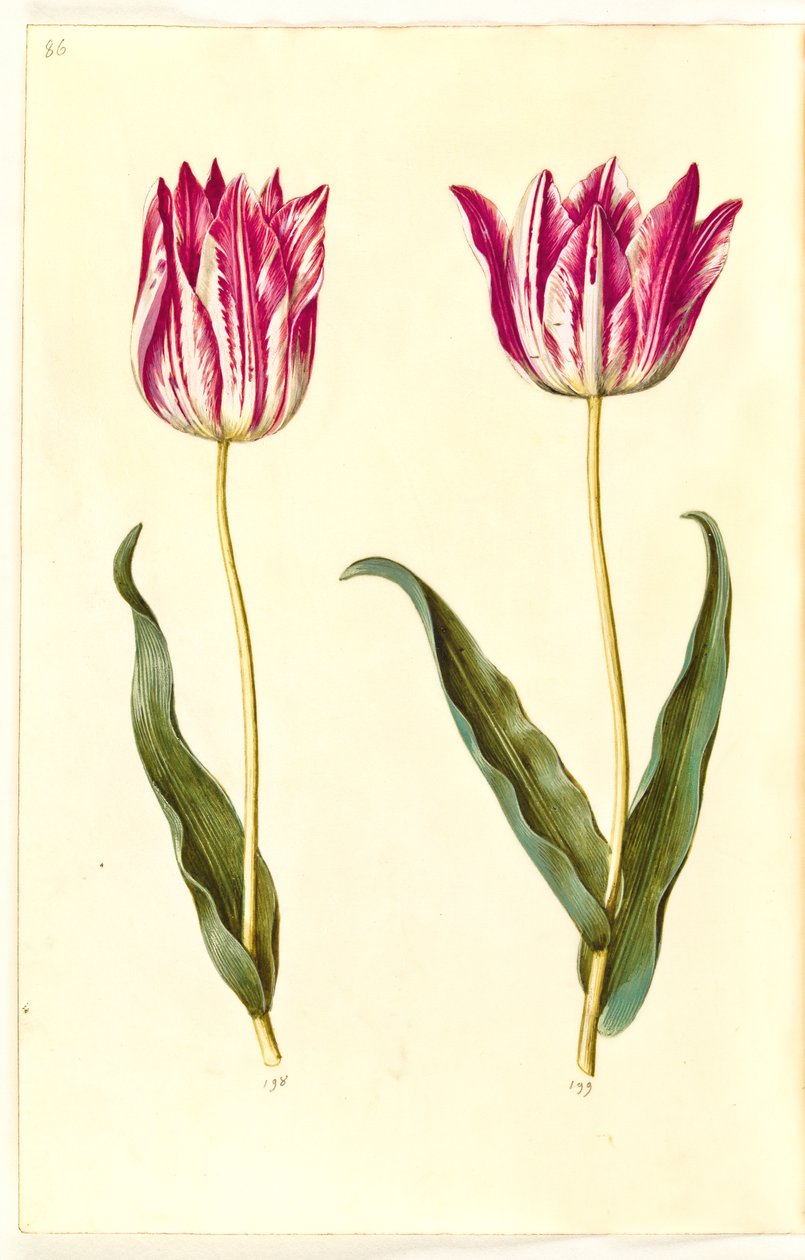 Tulipa gesneriana (tulipán de jardín) de Hans Simon Holtzbecker