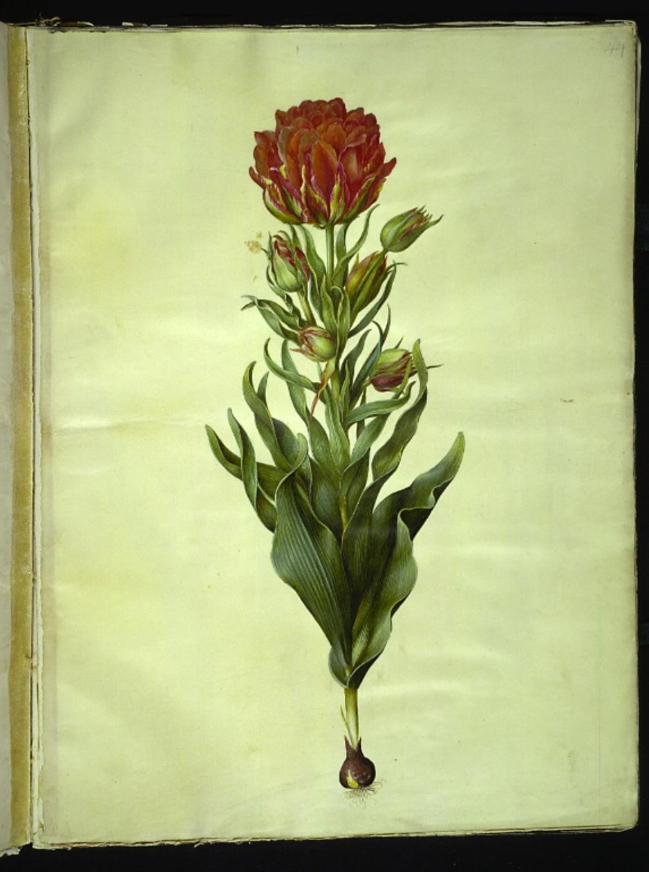 Tulipa gesneriana (tulipán de jardín) de Hans Simon Holtzbecker