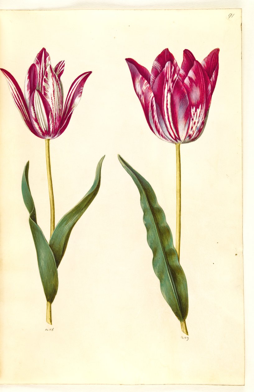 Tulipa gesneriana (tulipán de jardín) de Hans Simon Holtzbecker