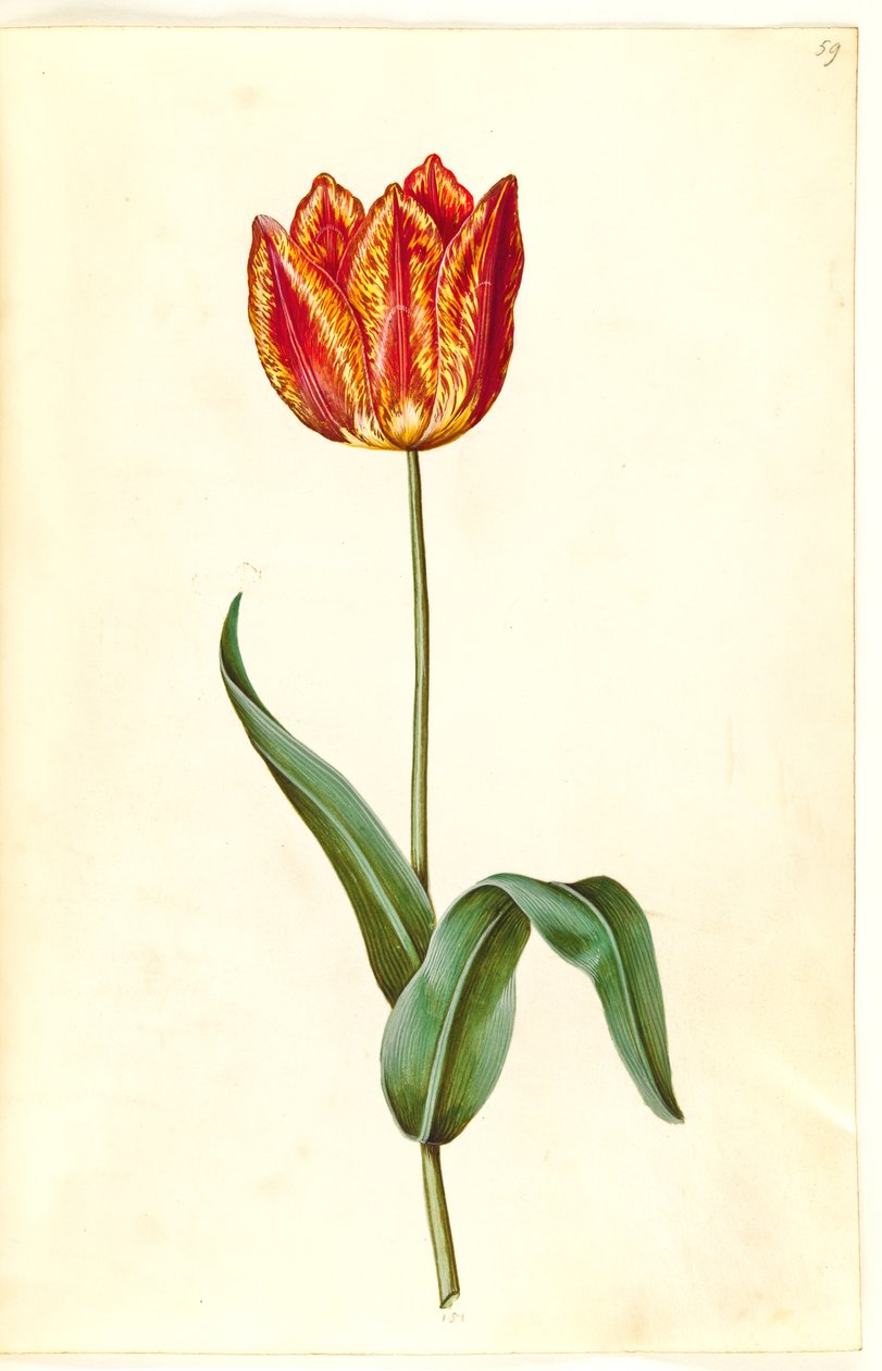 Tulipa gesneriana (tulipán de jardín) de Hans Simon Holtzbecker