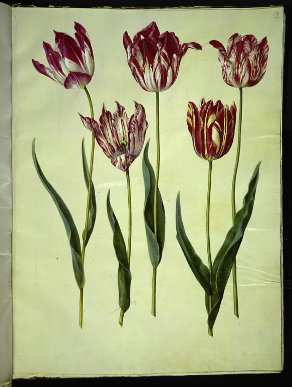 Tulipa gesneriana (tulipán de jardín) de Hans Simon Holtzbecker