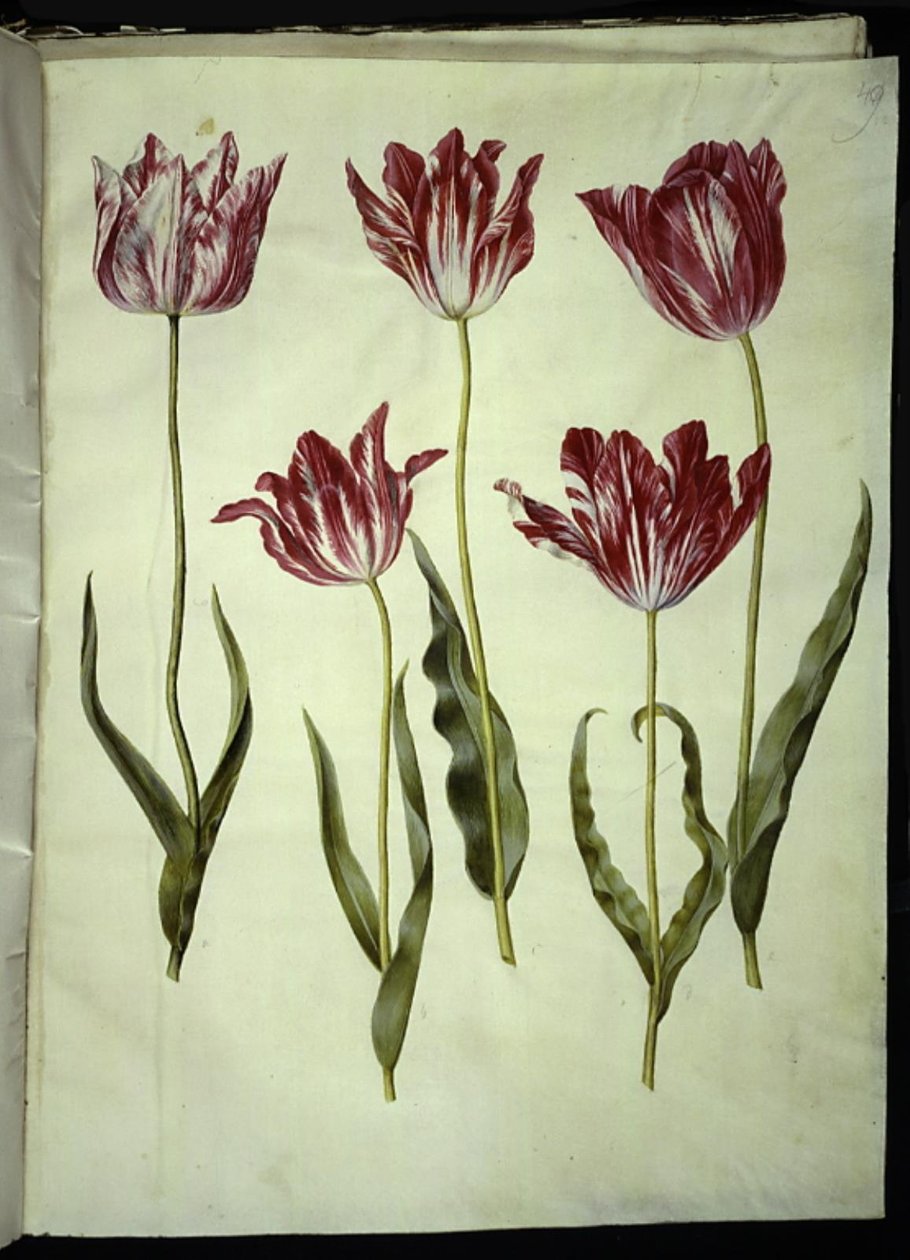 Tulipa gesneriana (tulipán de jardín) de Hans Simon Holtzbecker