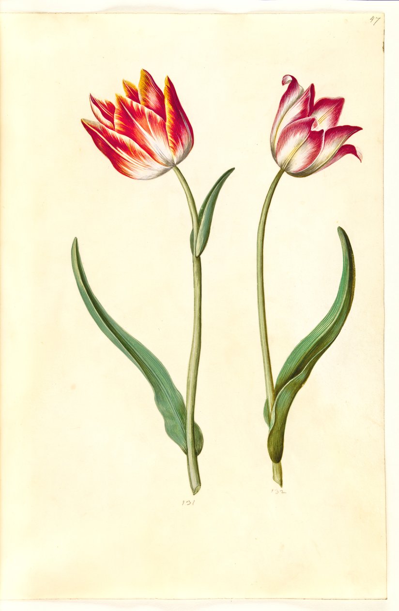 Tulipa gesneriana (tulipán de jardín) de Hans Simon Holtzbecker