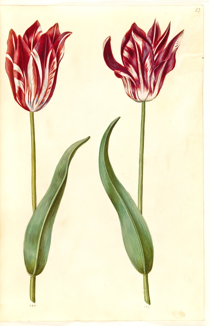 Tulipa gesneriana (tulipán de jardín) de Hans Simon Holtzbecker