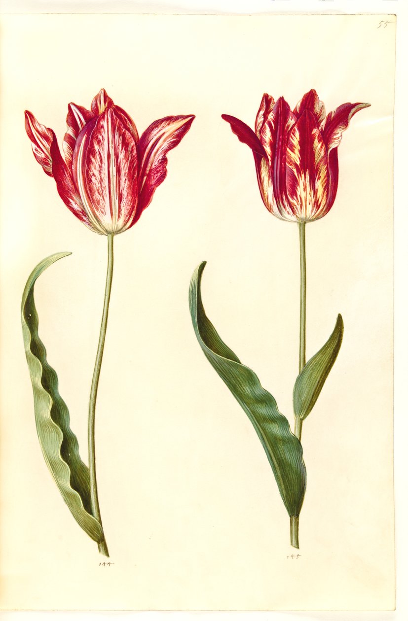 Tulipa gesneriana (tulipán de jardín) de Hans Simon Holtzbecker
