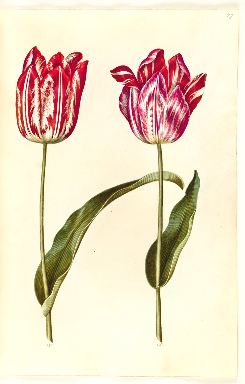 Tulipa gesneriana (tulipán de jardín) de Hans Simon Holtzbecker