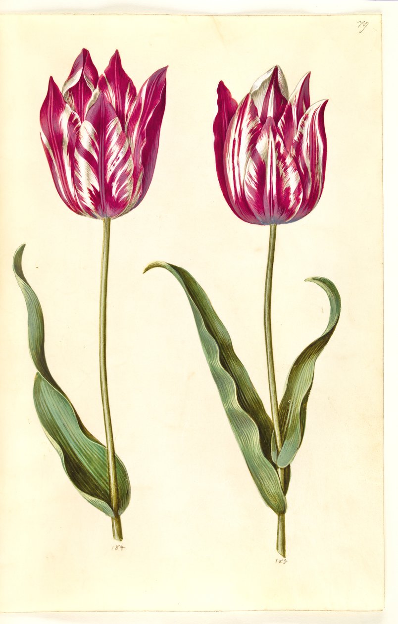 Tulipa gesneriana (tulipán de jardín) de Hans Simon Holtzbecker