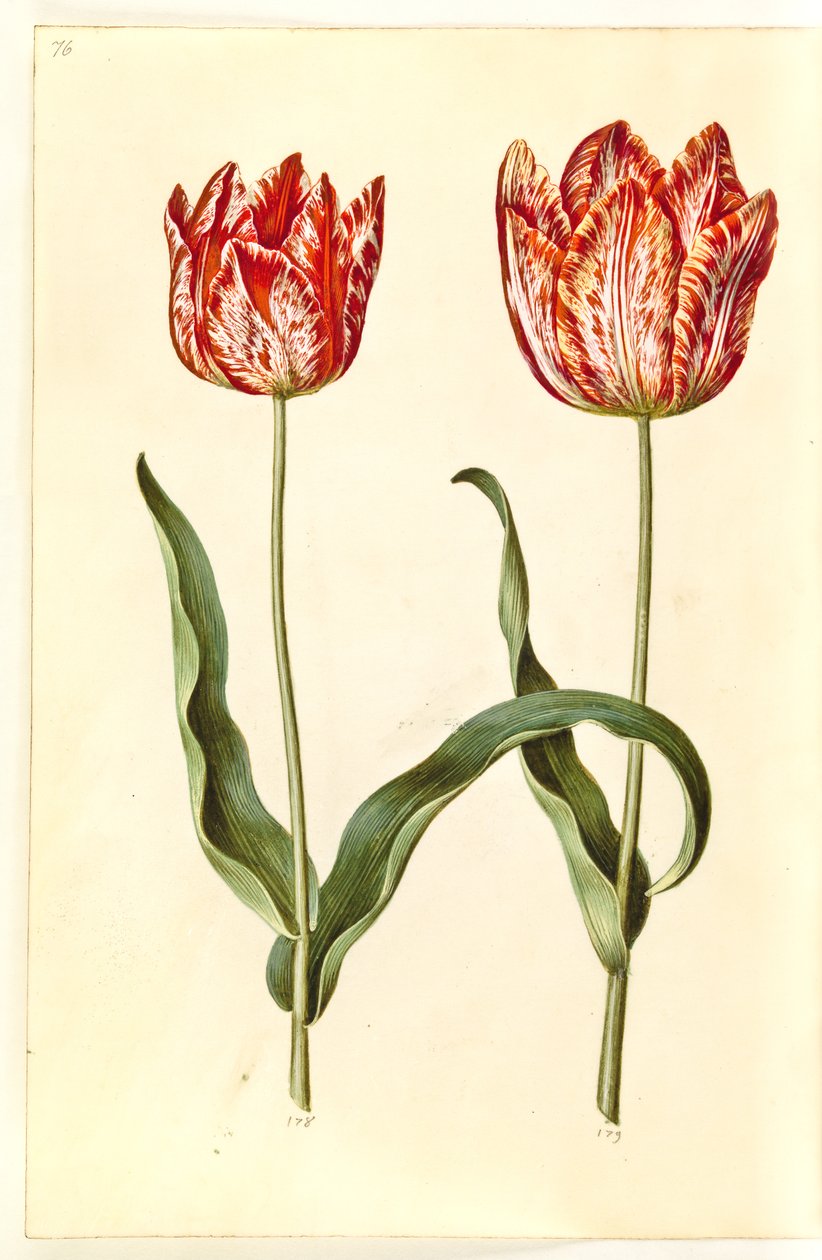 Tulipa gesneriana (tulipán de jardín) de Hans Simon Holtzbecker