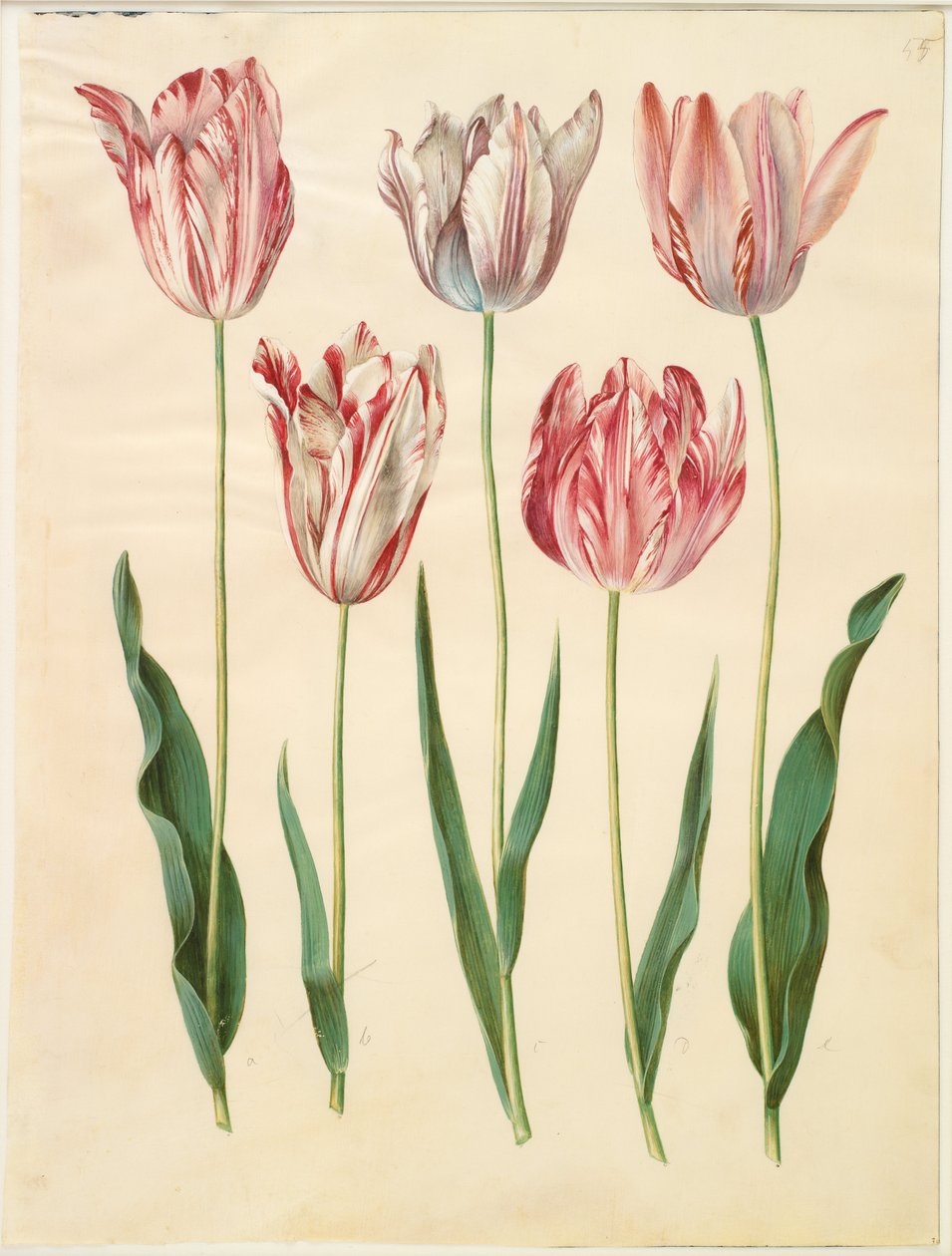 Tulipán gesneriana de Hans Simon Holtzbecker