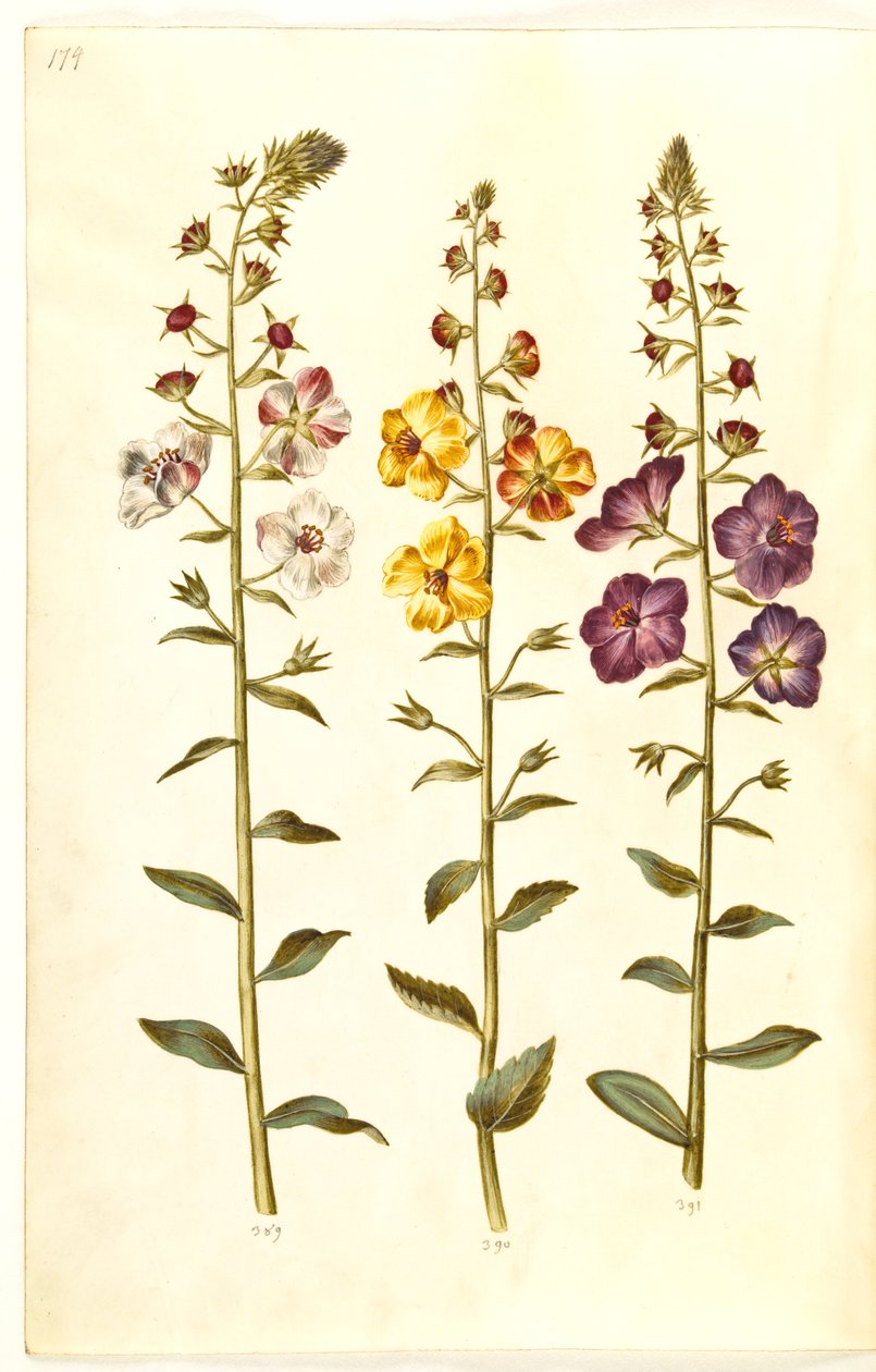 Verbascum blattaria; Verbascum phoeniceum de Hans Simon Holtzbecker