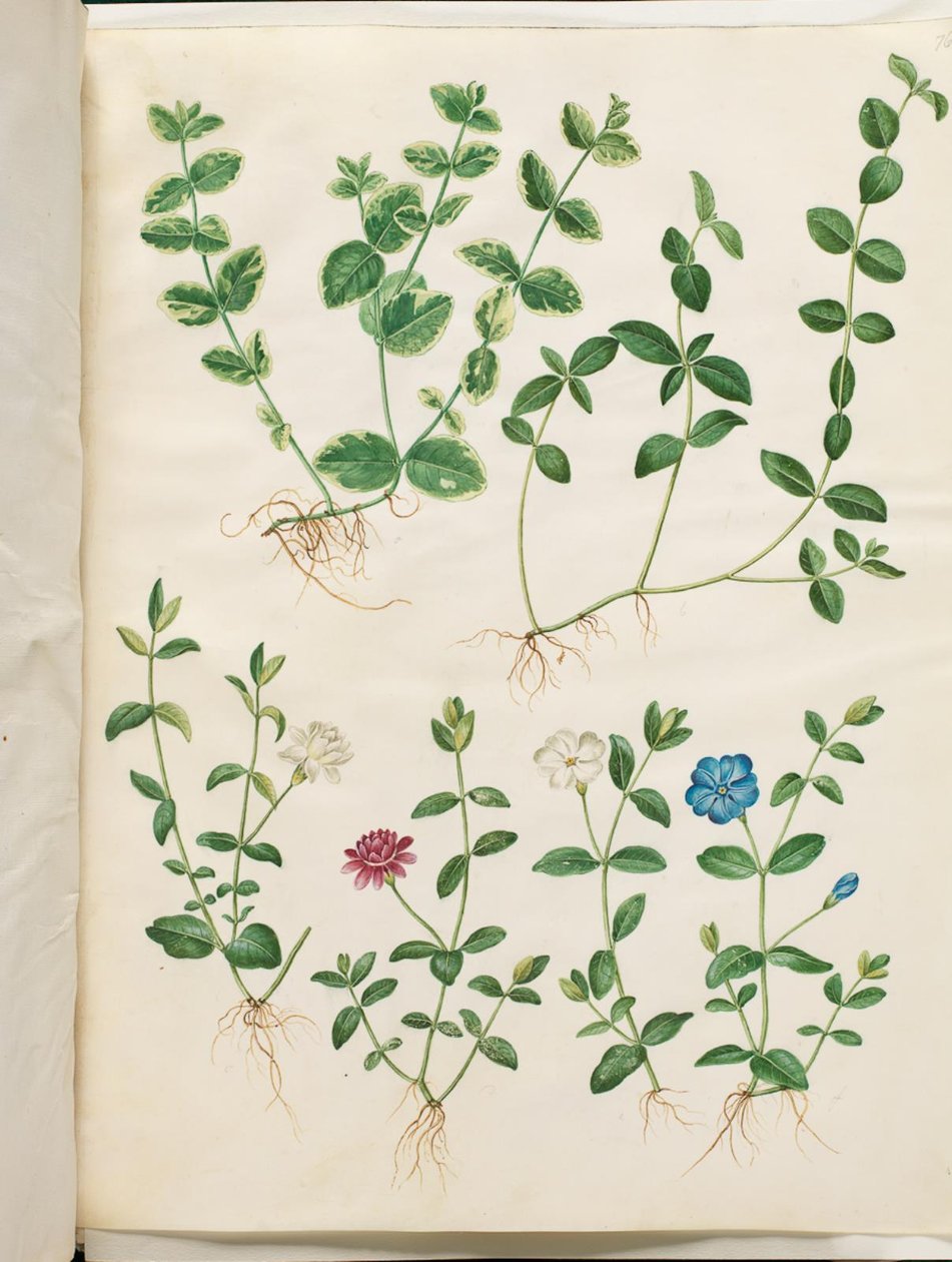 Vinca minor de Hans Simon Holtzbecker