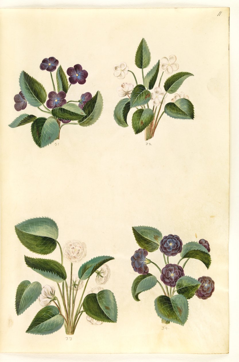 Viola odorata (violeta de marzo) de Hans Simon Holtzbecker