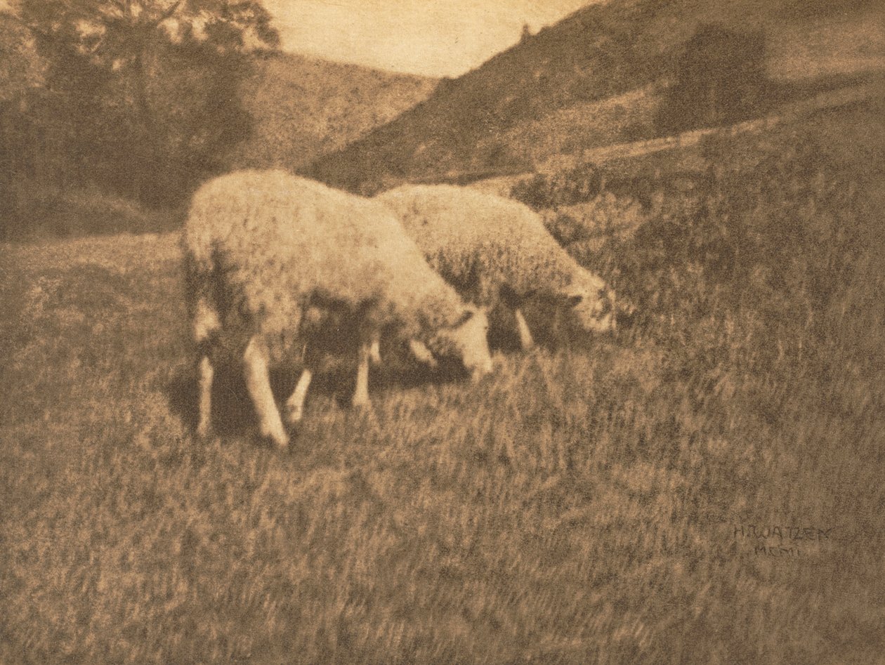 Camera Work: Sheep de Hans Watzek
