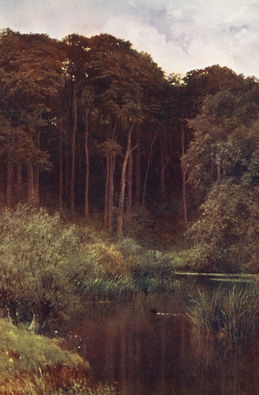 Woodland Depths, Wotton (litografía en color) de Harold Sutton Palmer