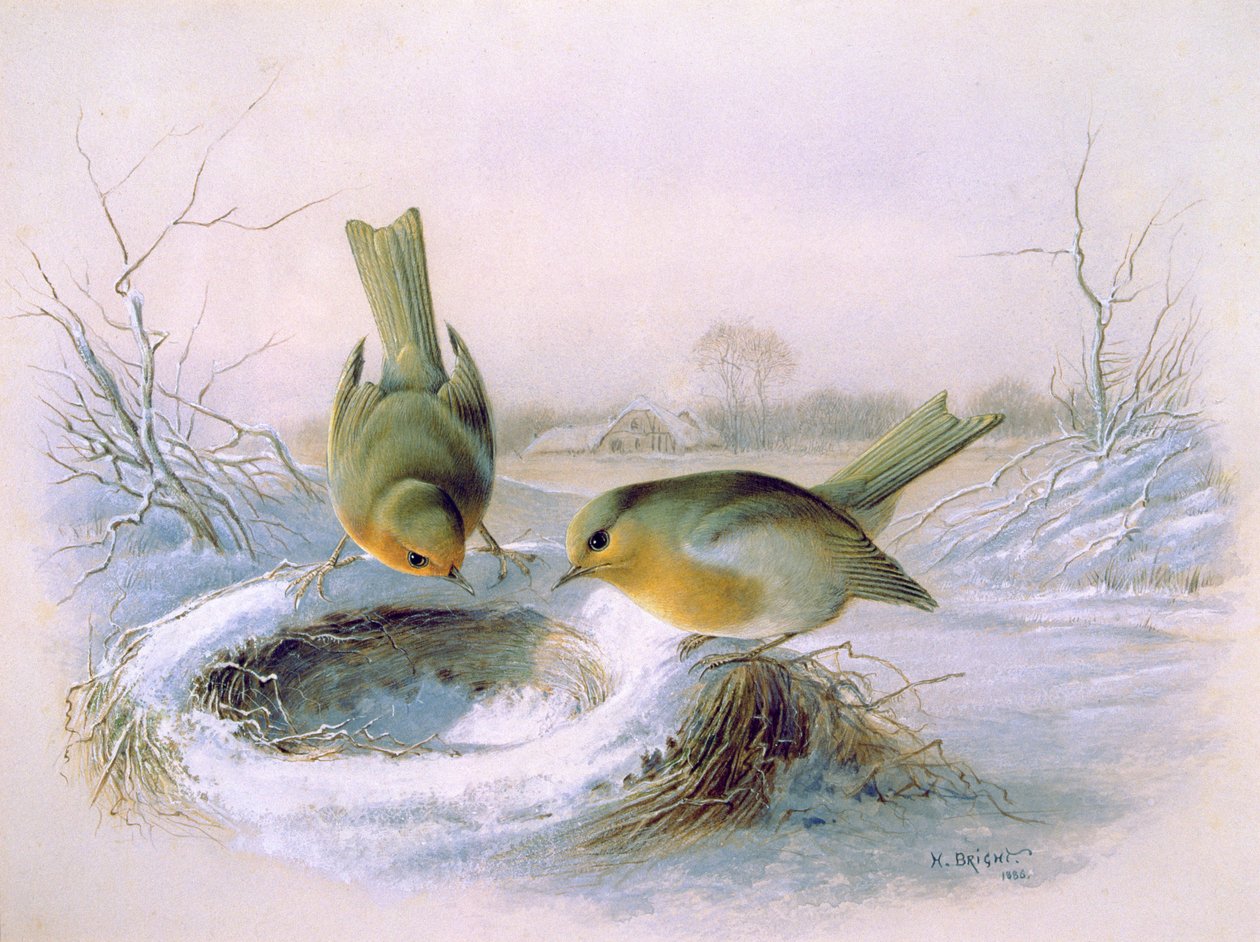 Nido de los Últimos Años, 1886 de Harry Bright
