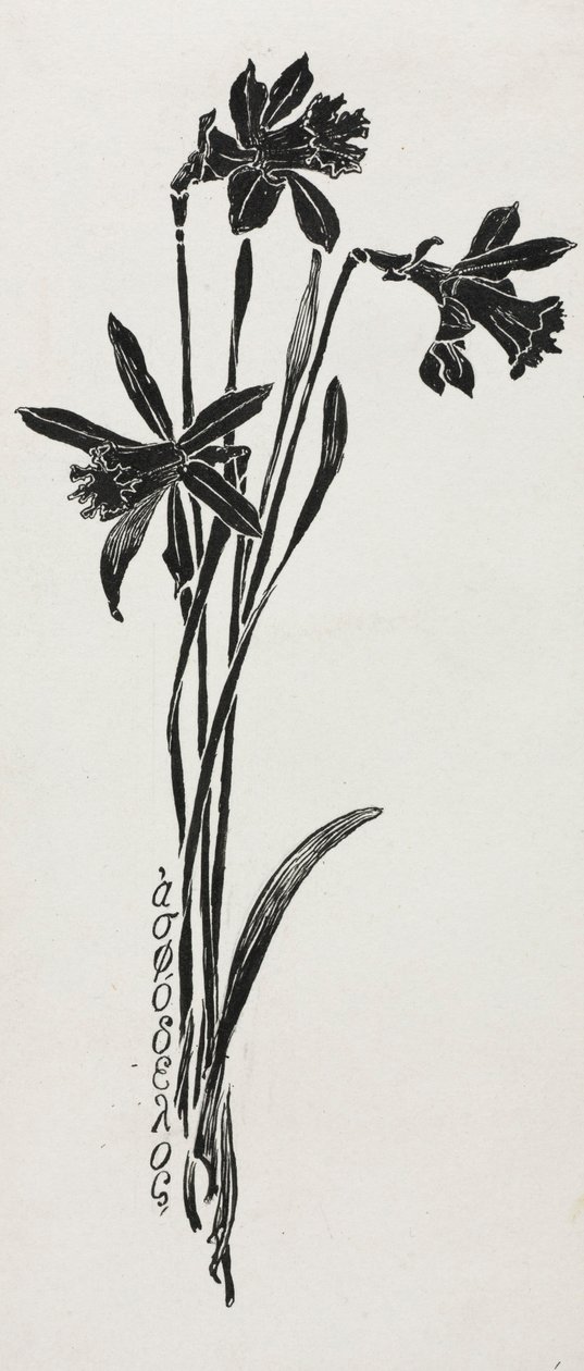 Narcisos de Harry Fenn