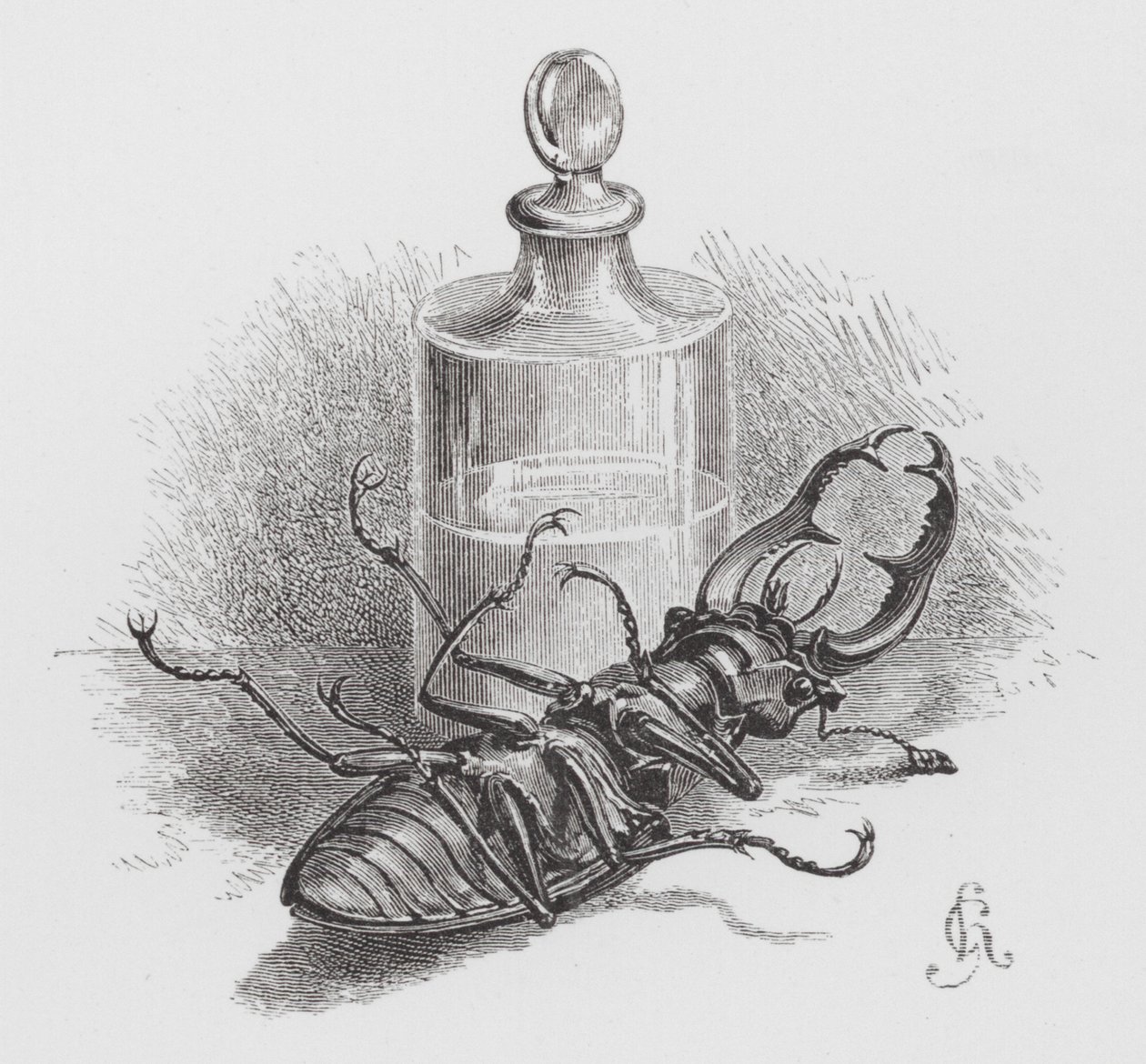 El insecto: Escarabajo muerto (grabado) de Hector Giacomelli