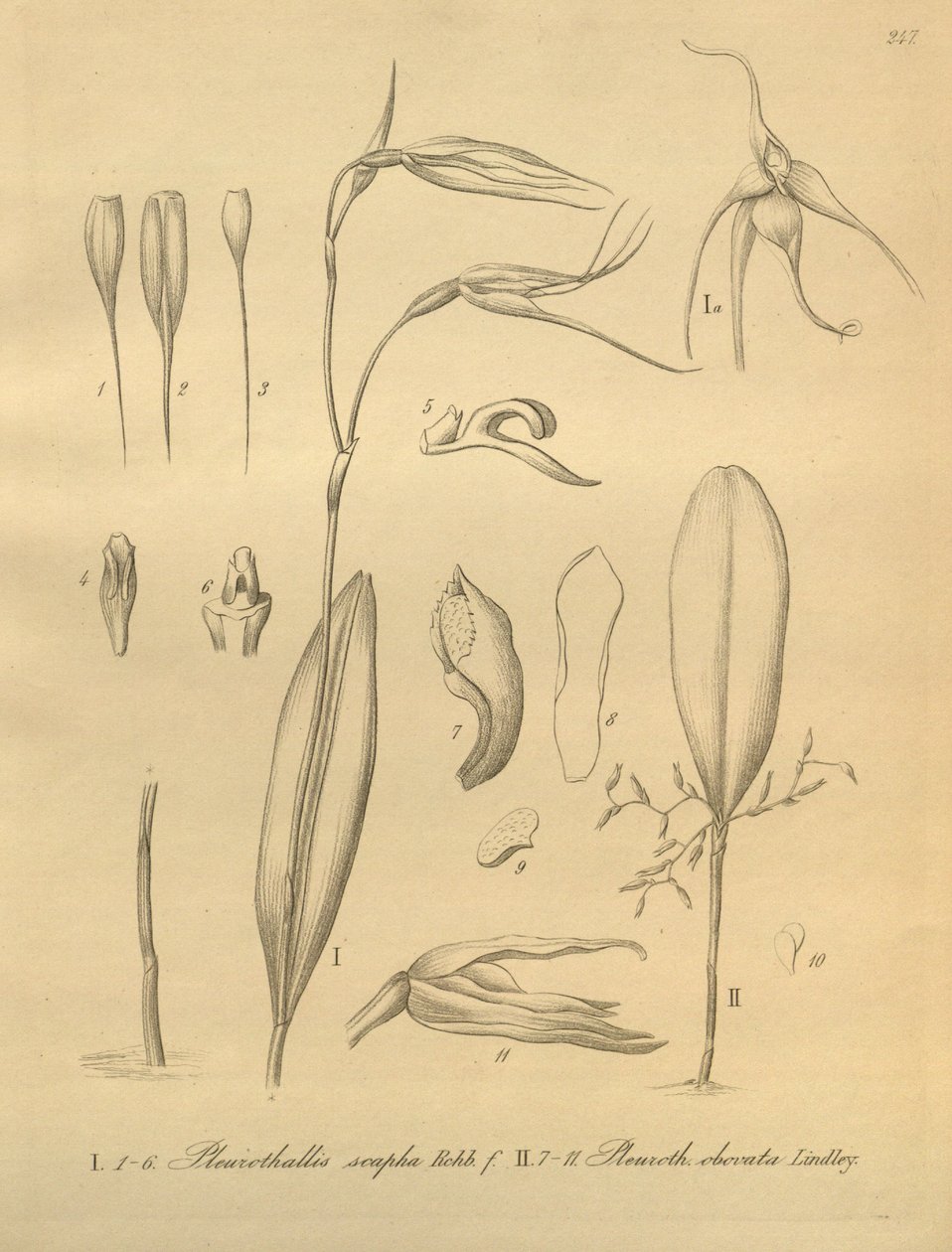 Ilustración de Pleurothallis sirene de Heinrich Gustav Reichenbach