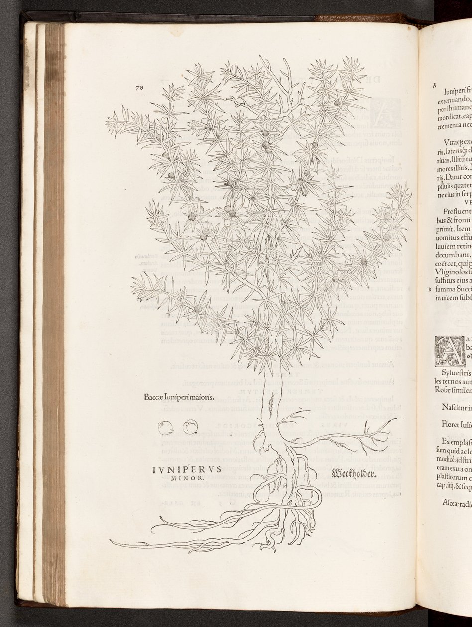 Junípero, ilustración de De historia stirpium commentarii insignes de Leonhart Fuchs, 1542 de Heinrich and Meyer, Albert Fullmaurer