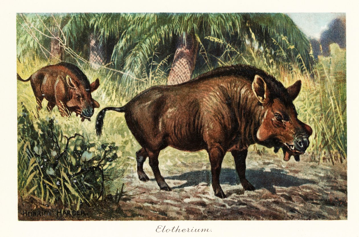 Entelodon, género extinto de artiodáctilo entelodonto.,1908 (Imprimir) de Heinrich Harder
