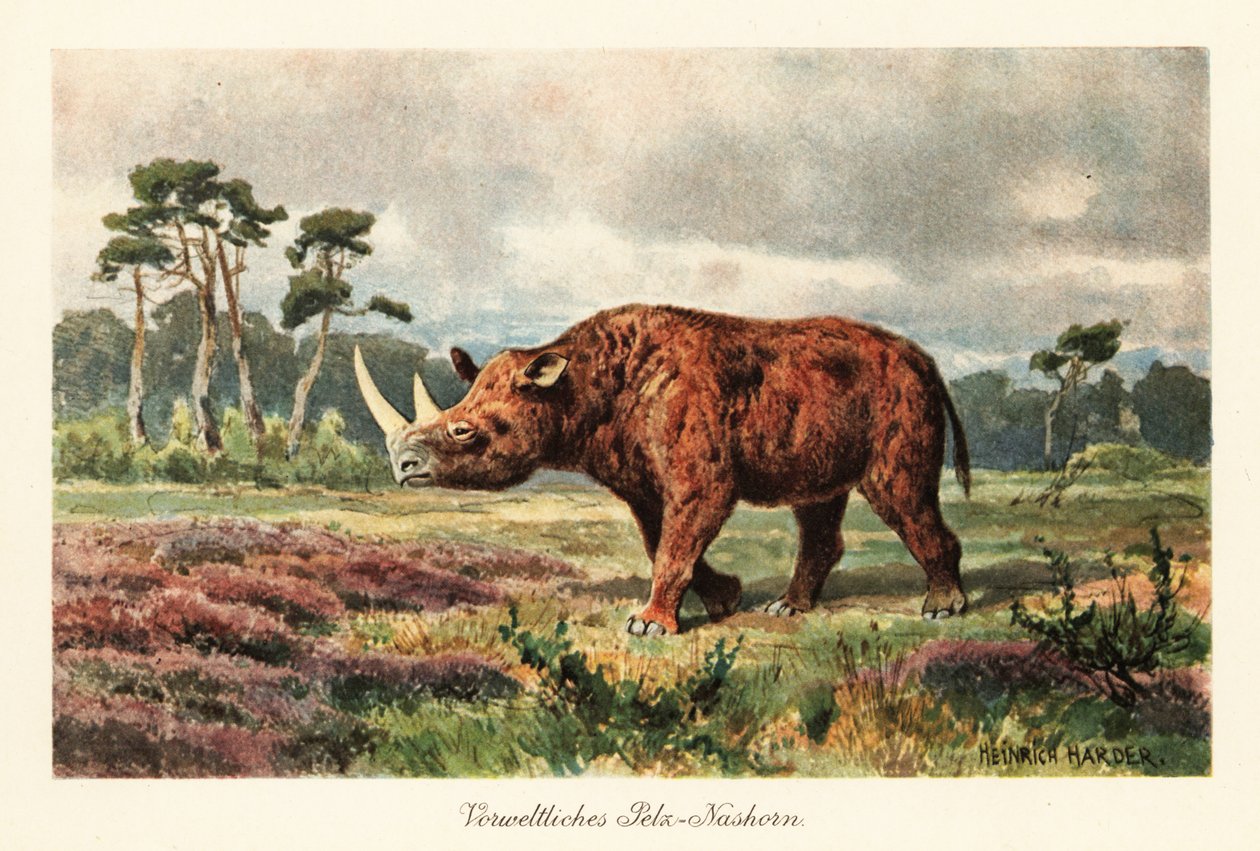 El extinto rinoceronte lanudo en las estepas. de Heinrich Harder
