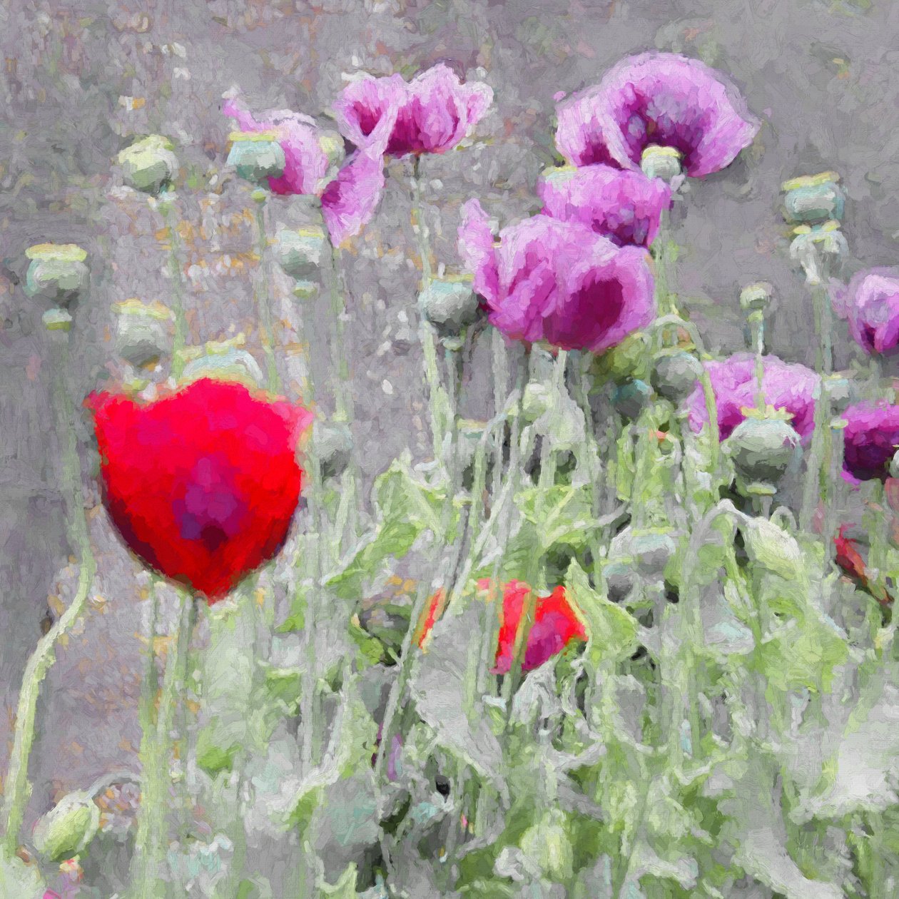 Amapolas de Helen White
