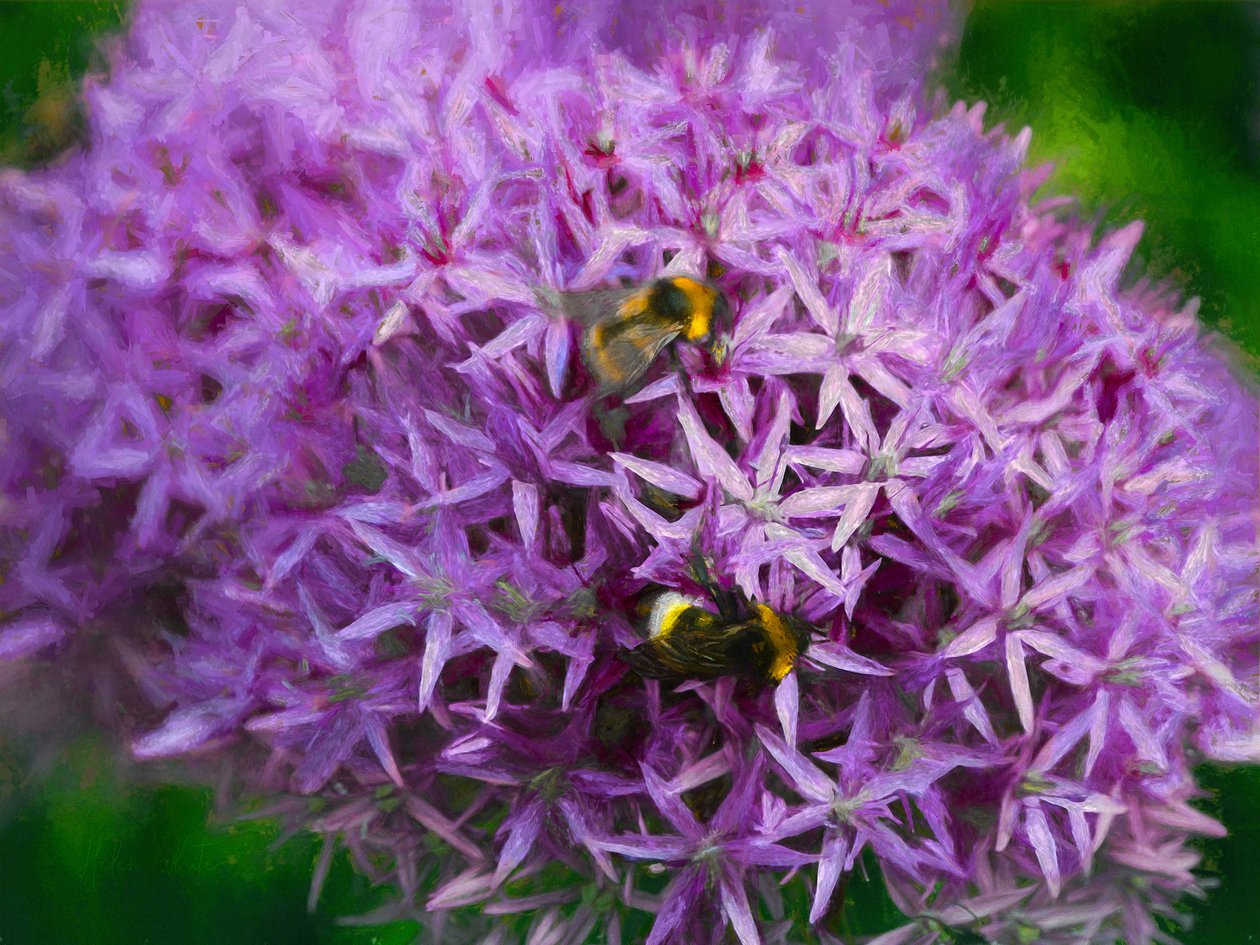Abejas en los aliums de Helen White