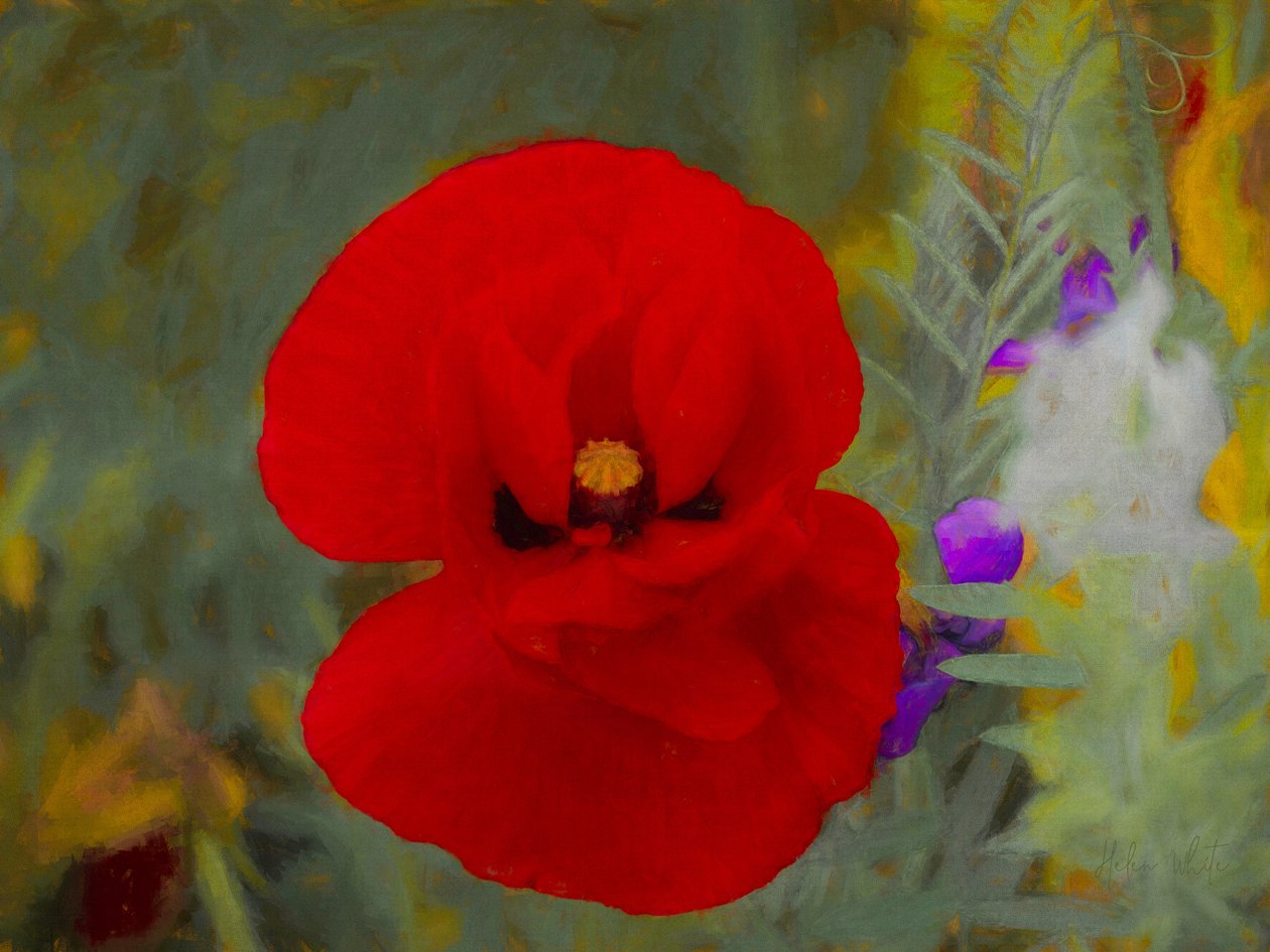 Escarlata de Helen White