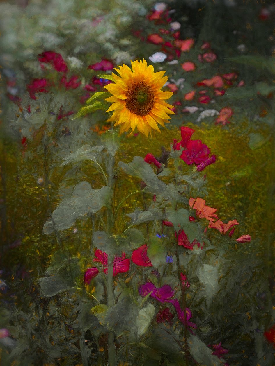 Rey Sol, 2019 de Helen White