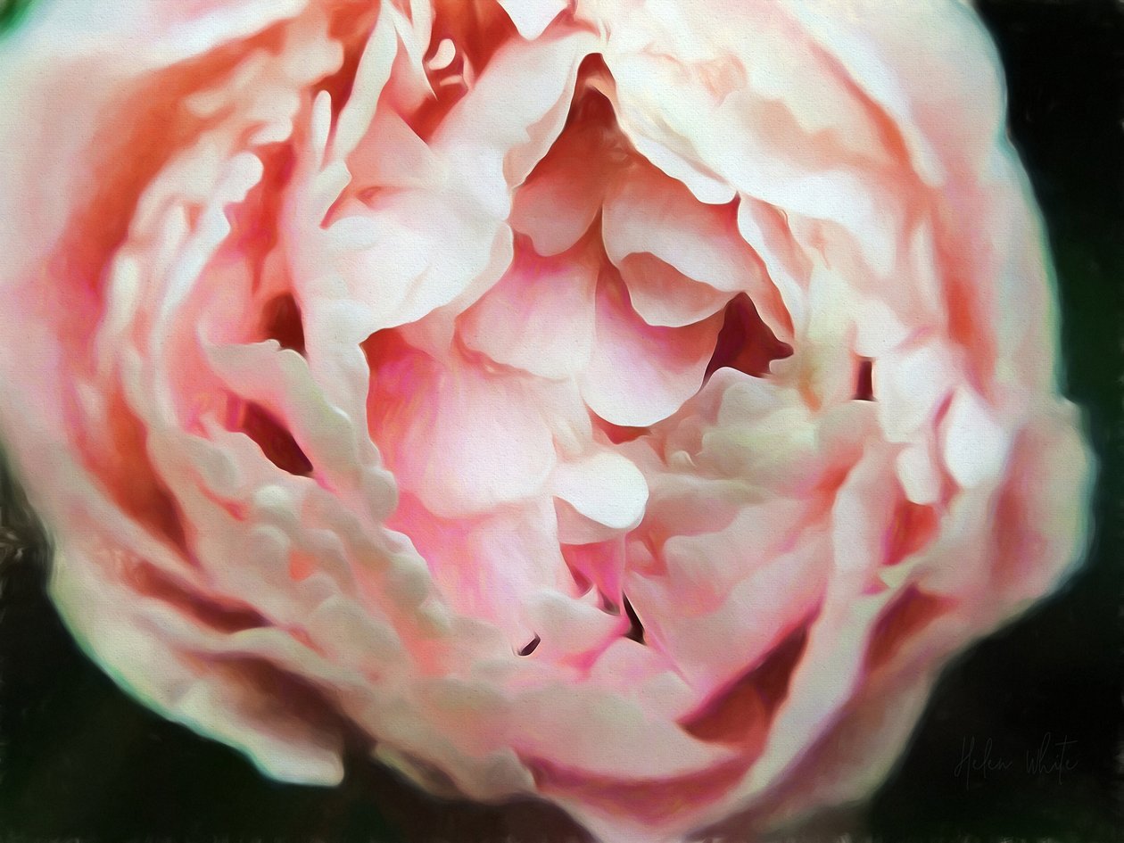 Corazón tierno, 2018 de Helen White